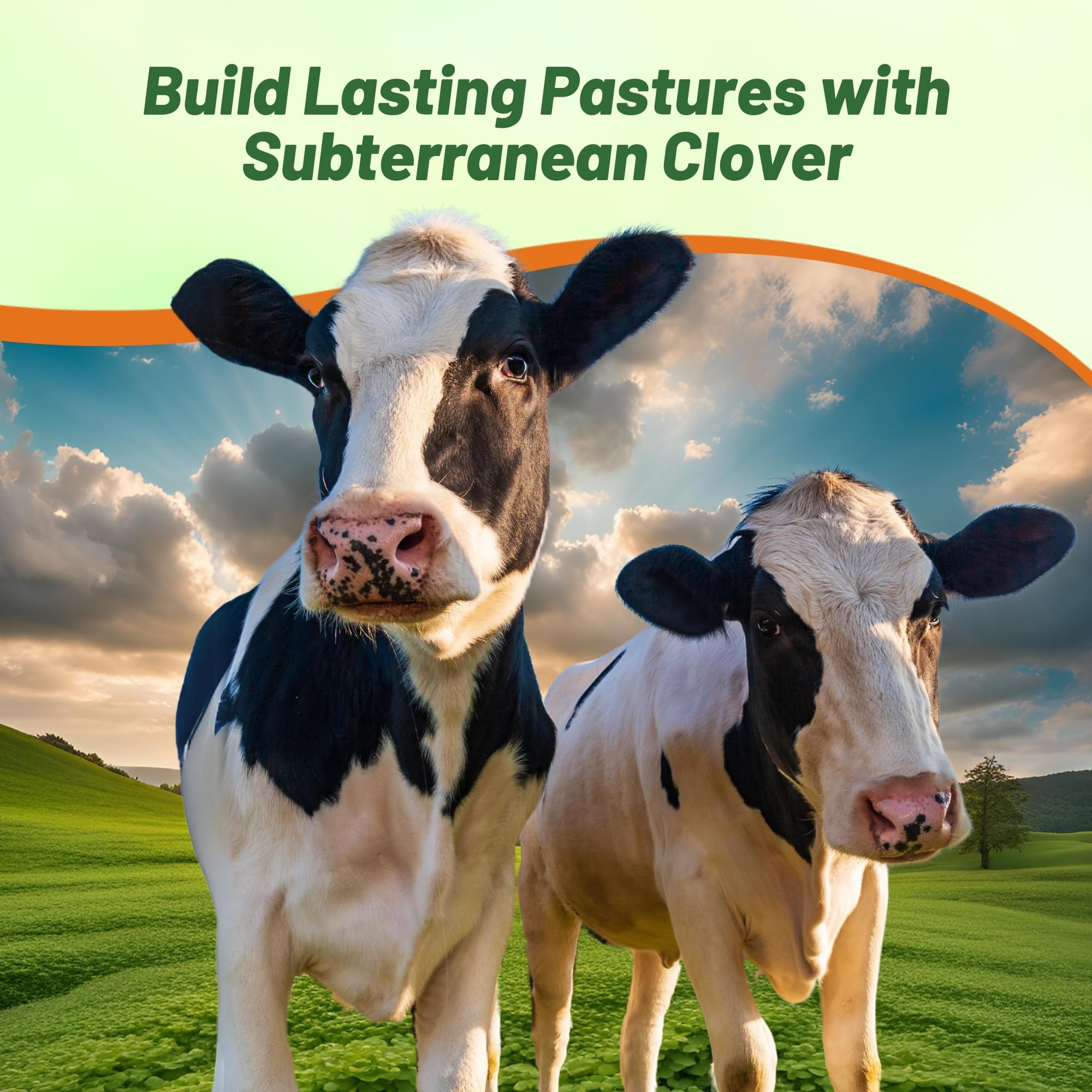 Outsidepride Annual Subterranean Clover Seeds for Lawn - 50 lbs. Cold Hardy, Nitrogen-Fixing Cover Crop Seeds for Pasture, Forage & Ground Cover | Soil Improvement & Wildlife Grazing | Perfect for Pastures, Gardens & Erosion Control