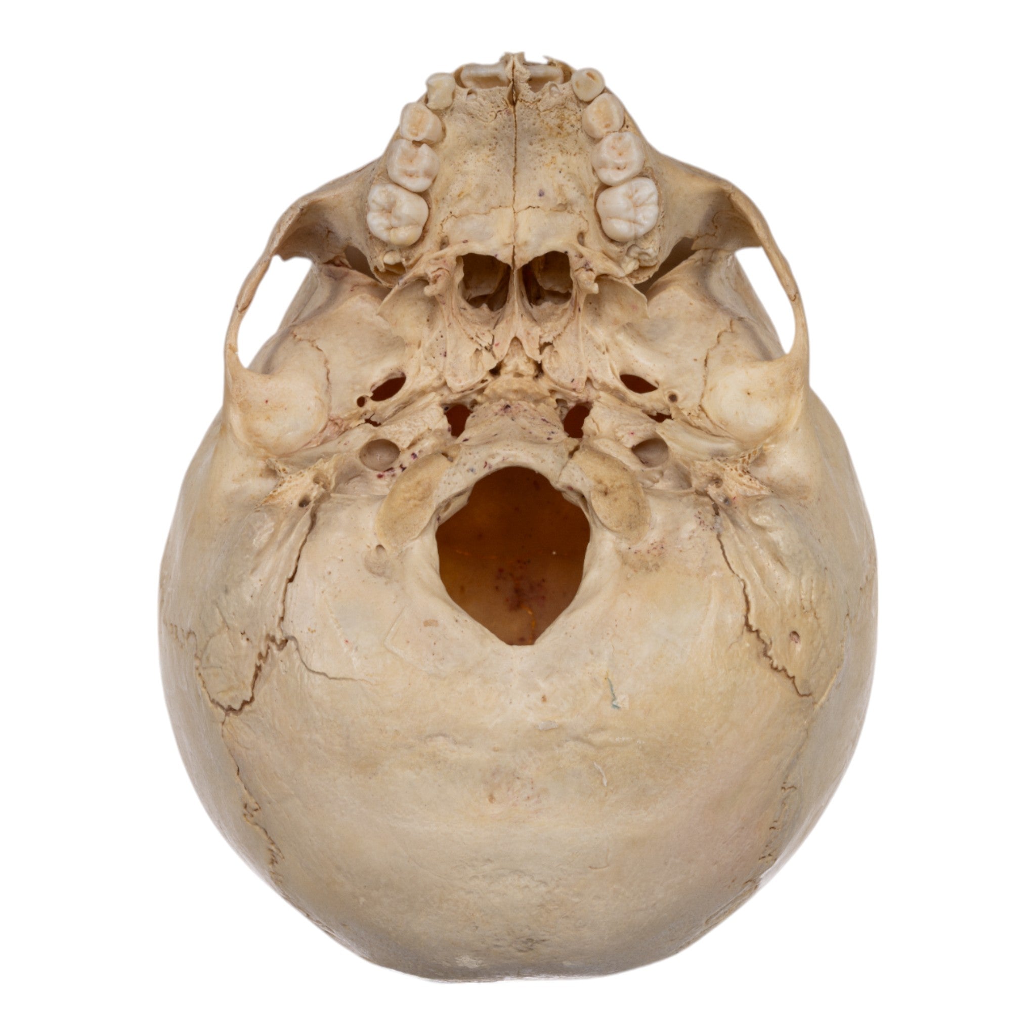 Realistic Human Child Skull Model - Anatomical Replica for Medical Study, Halloween Decor & Educational Display