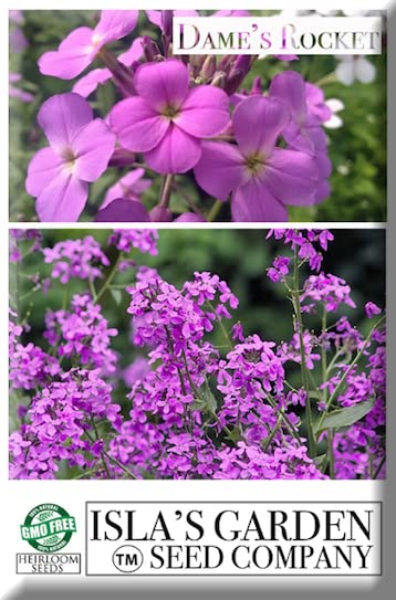 Dame's Rocket Flower Seeds (Hesperis matronalis) - 1000+ Non-GMO Heirloom Seeds per Packet by Isla's Garden Seeds - Perfect for Cottage Gardens, Pollinator-Friendly Landscapes & Cut Flower Arrangements