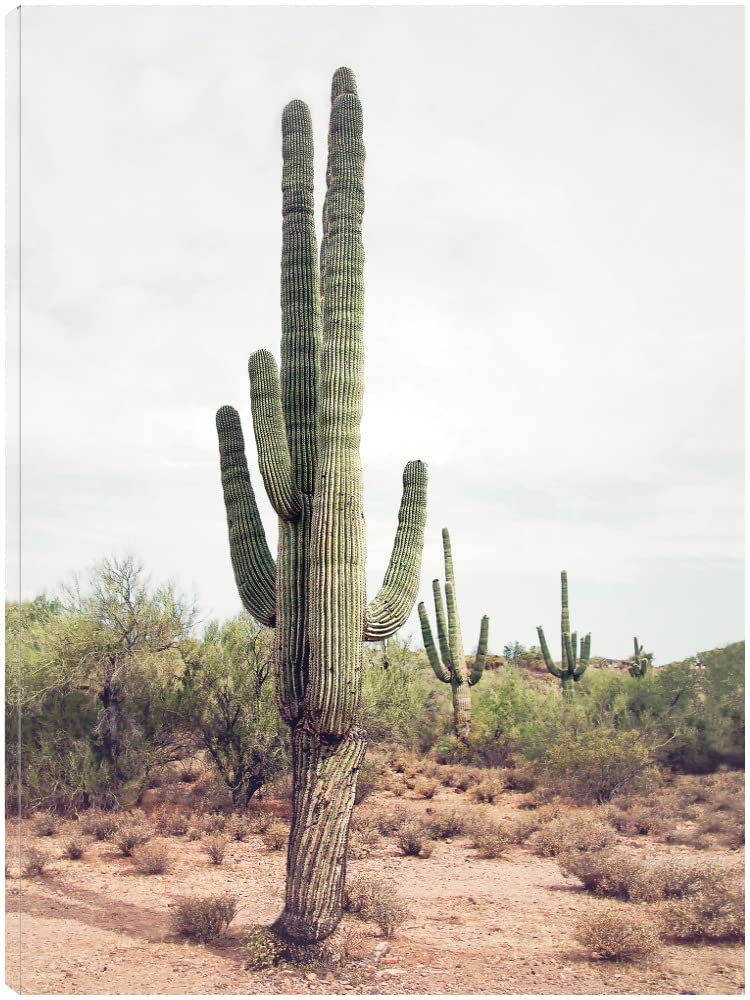 Desert Cactus Canvas Wall Art Print - 32x43 Inch Ready to Hang Painting for Living Room, Bedroom, Office Decor - Modern Home & Commercial Space Wall Decor by Artists Sisi & Seb