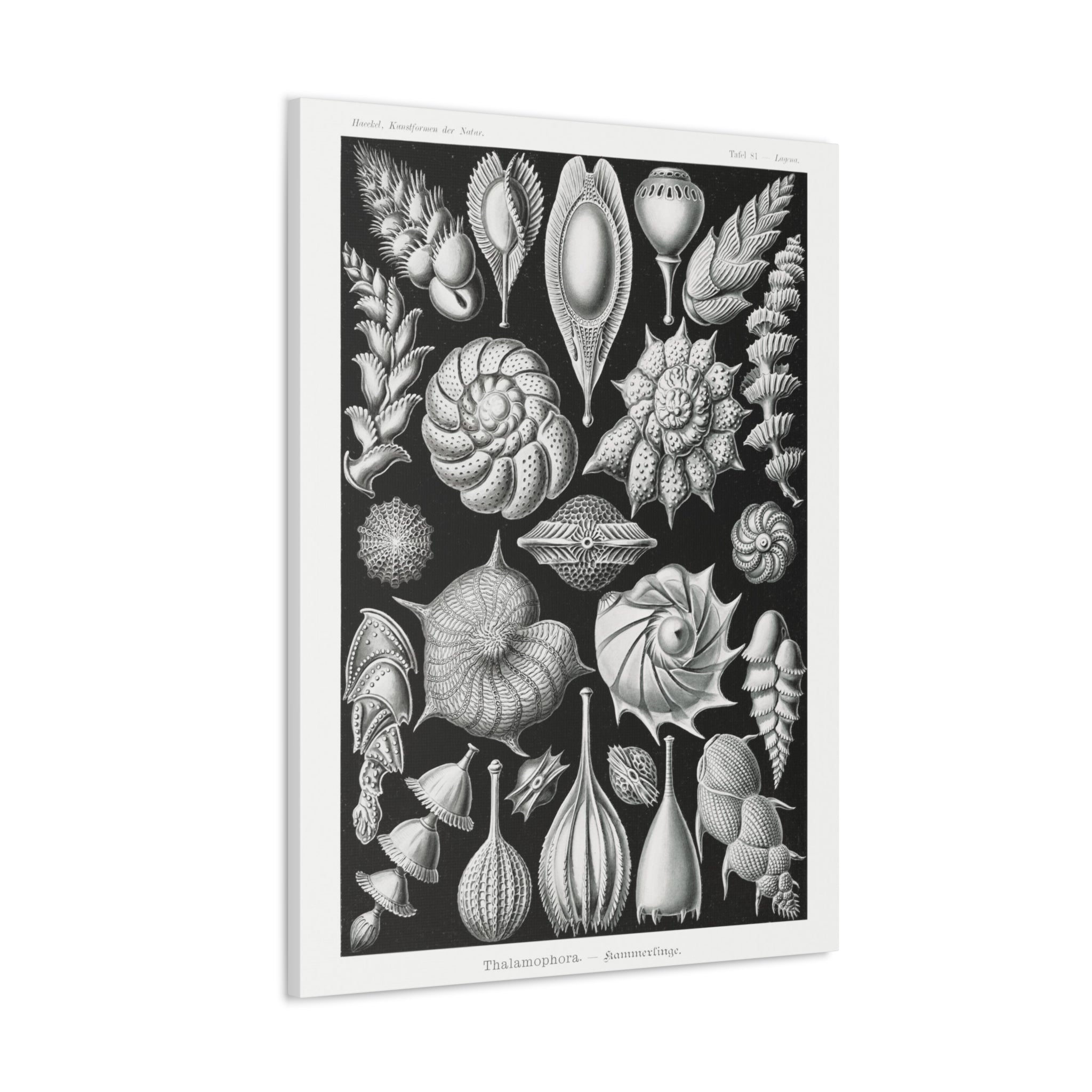 Ernst Haeckel Thalamophora Kammerlinge Art Print - Premium Canvas Wall Decor for Living Room, Bedroom & Office