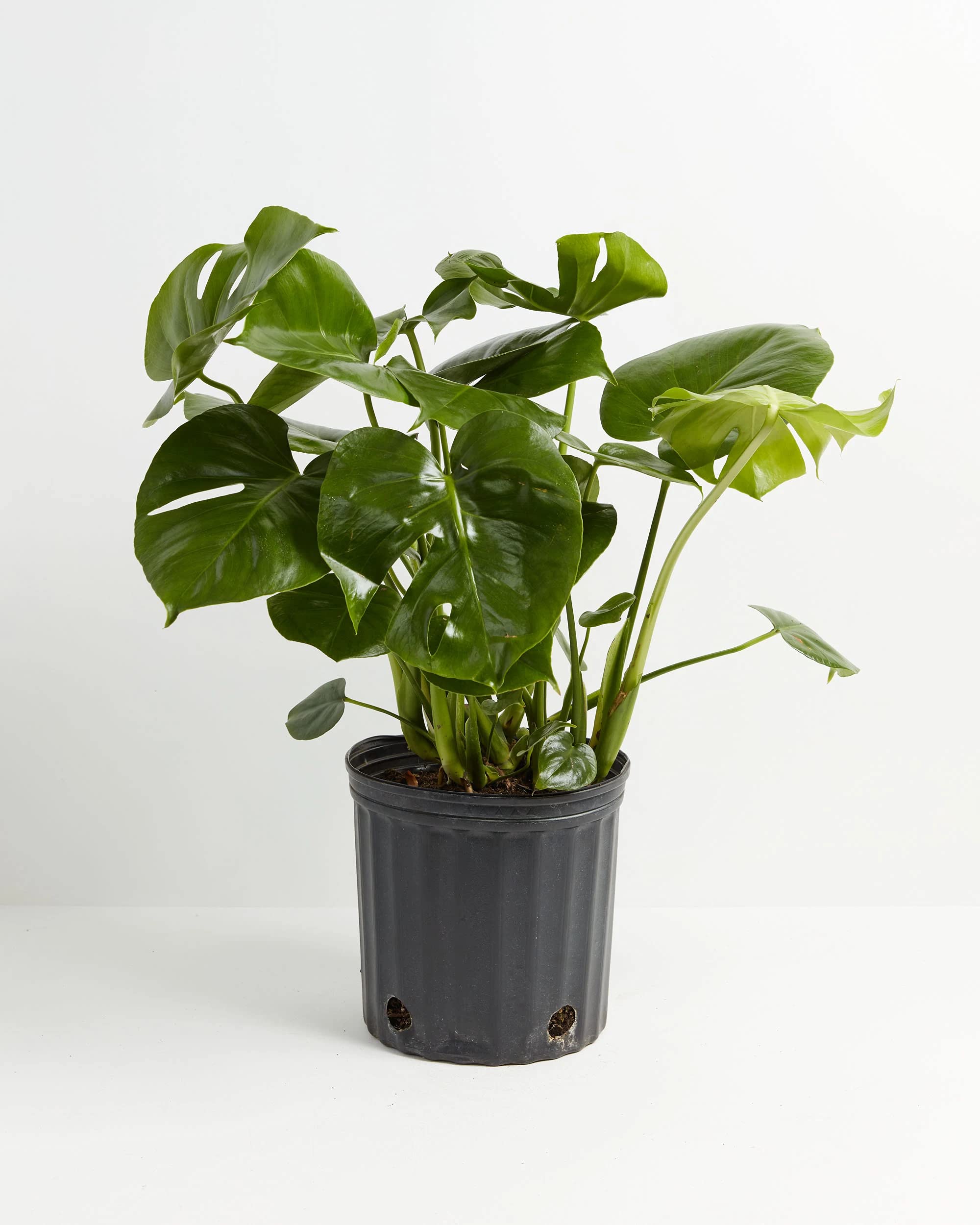 Lively Root Split Leaf Philodendron (Monstera) - 10 Inch Live Indoor Houseplant in Grower Pot | Perfect for Home Decor, Office Plants & Air Purification