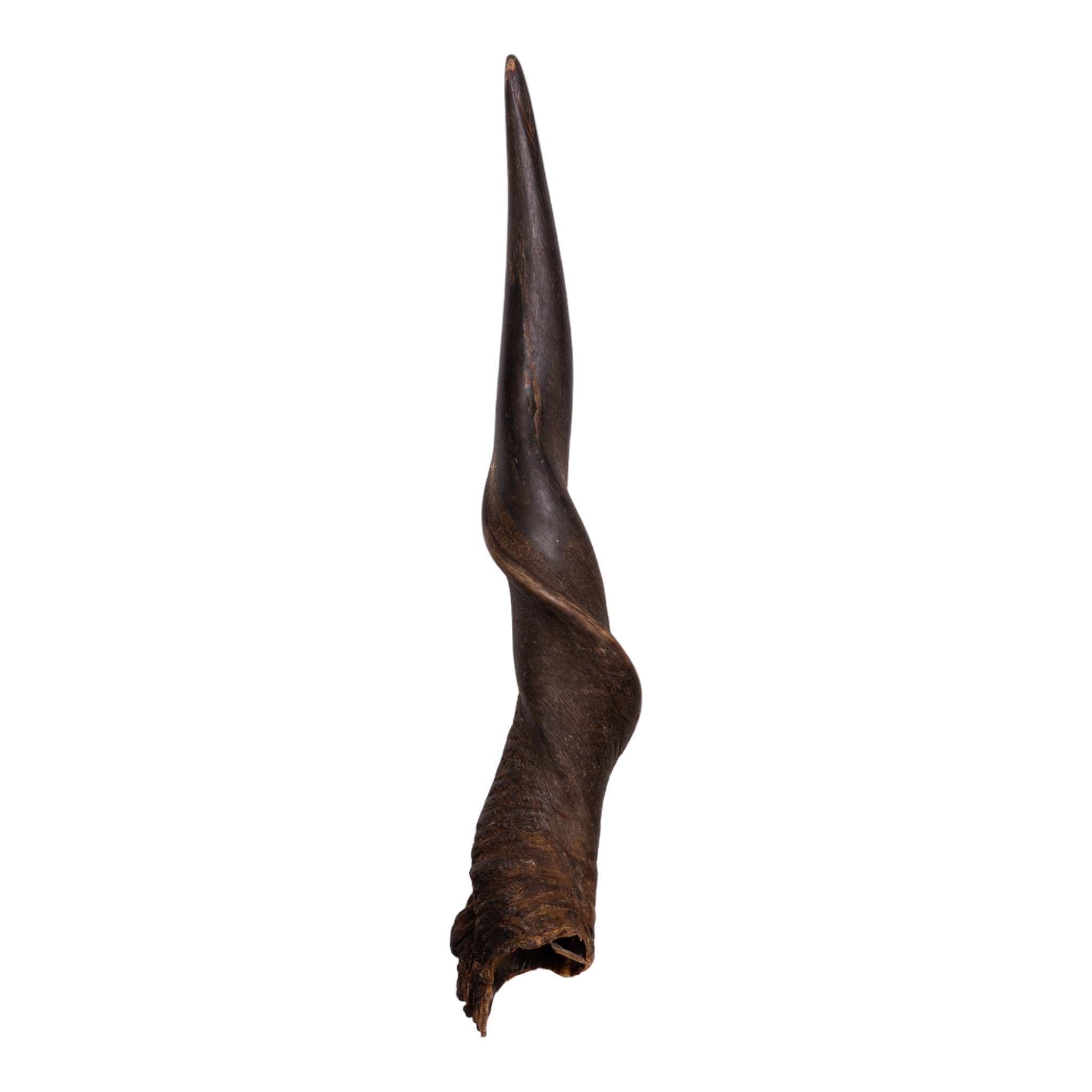 Real Eland Horn for Men - Authentic & Durable Antler for Home Decor, Hunting Trophies, and Unique Gifts