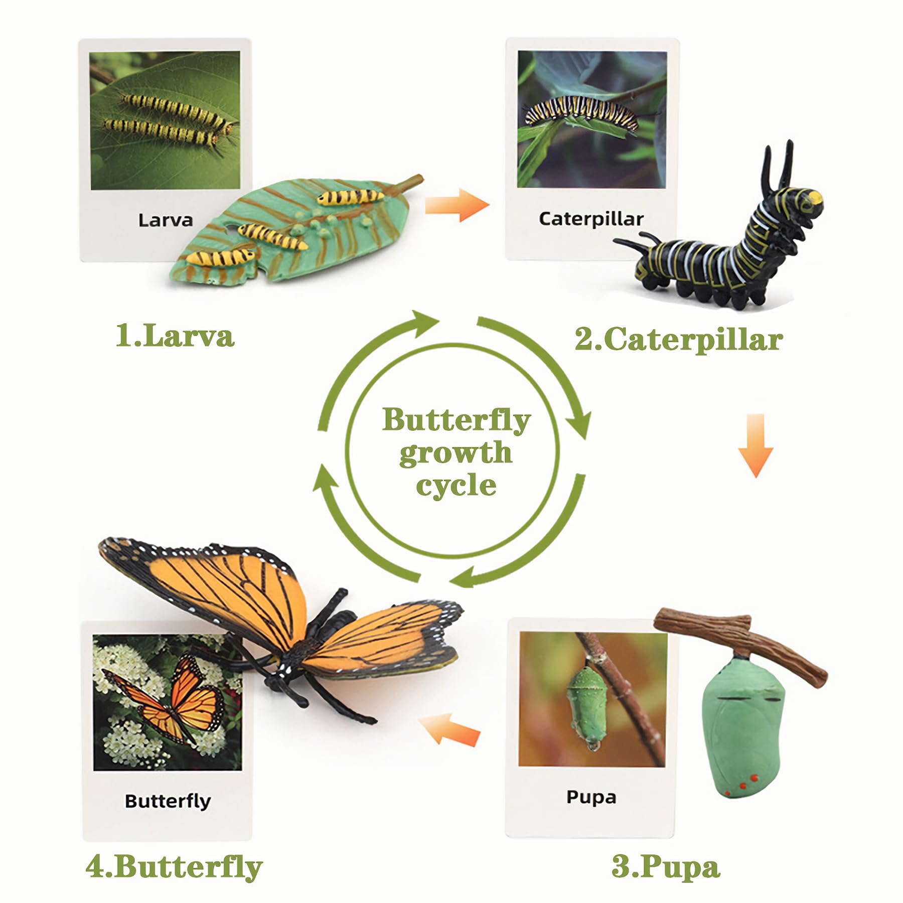 MBrain Life Cycle Learning & Education Toys - Montessori Animal & Plant Figurines Set (Frog, Butterfly, Ladybug) - STEM Educational Gift for Boys & Girls Ages 3-5 - Perfect for Classroom Teaching, Homeschooling & Nature Exploration