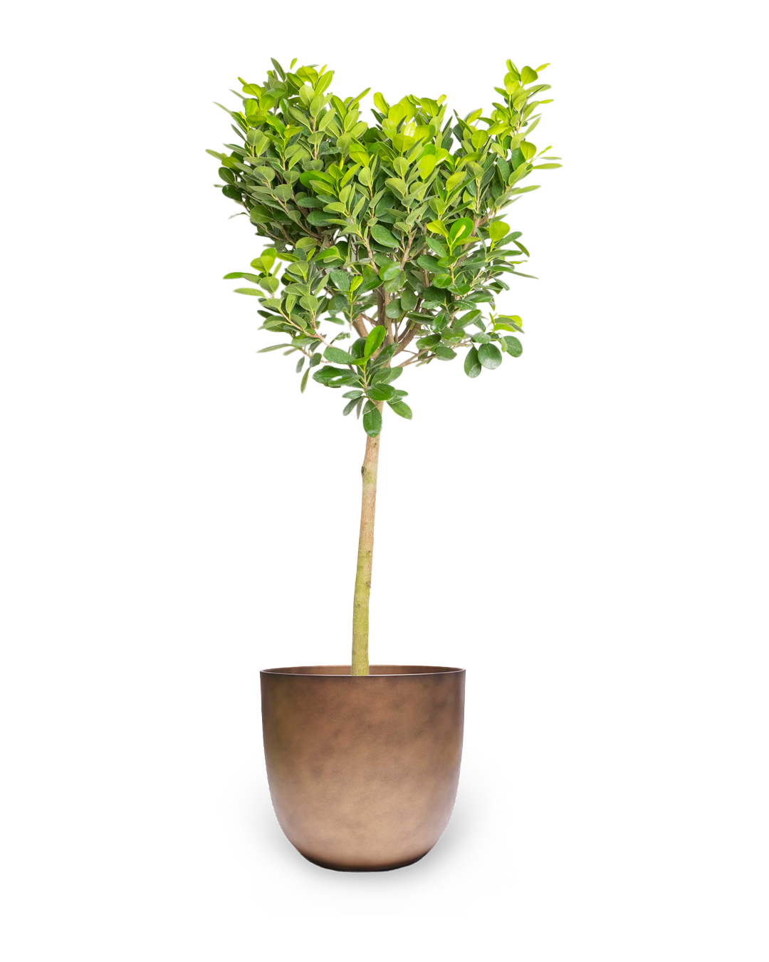 14 Inch Ficus Moclame Potted Plant - Perfect for Home Office Decor, Living Room Greenery & Indoor Air Purification