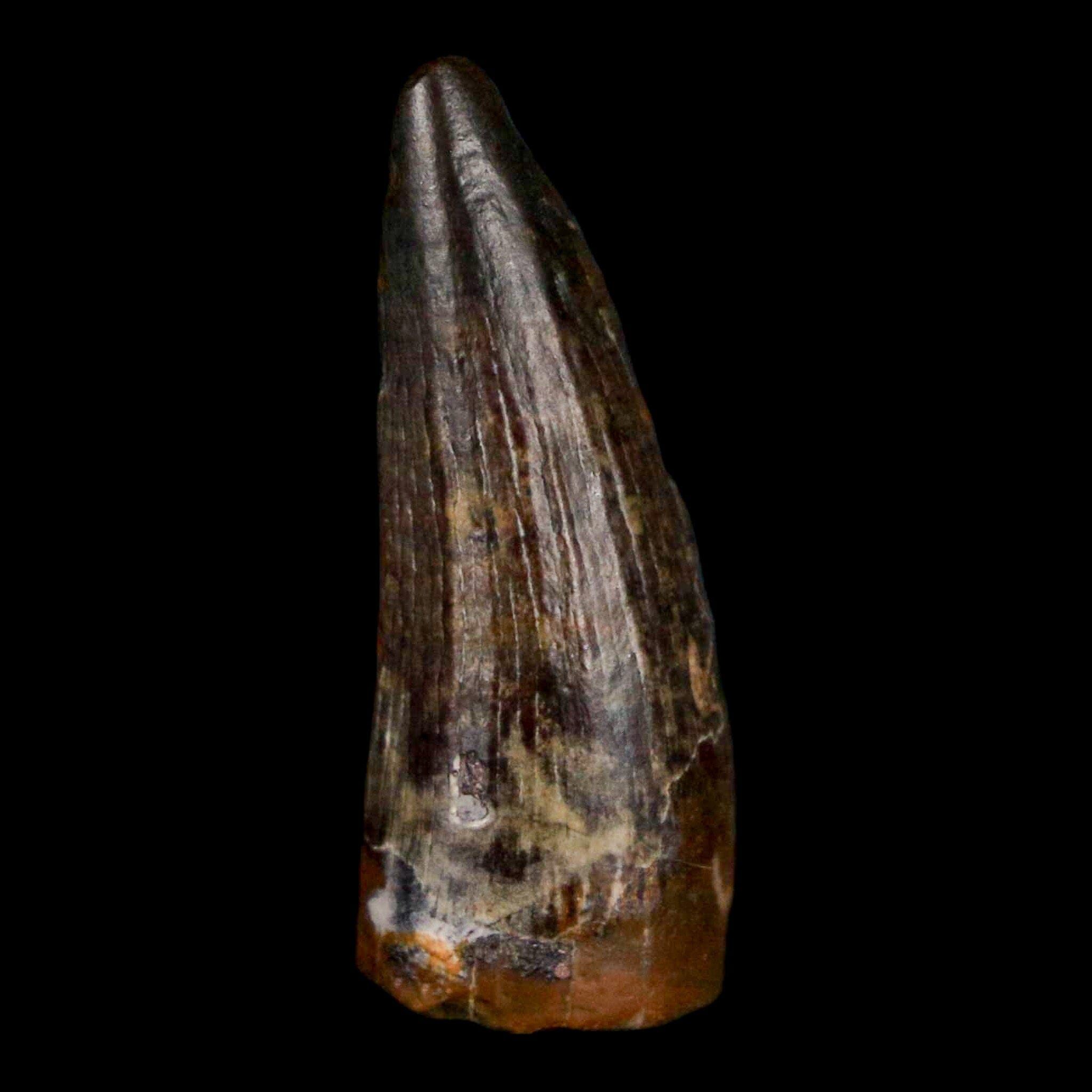 Authentic Suchomimus Dinosaur Tooth Fossil - Cretaceous Spinosaurid from Niger with COA | Perfect for Paleontology Enthusiasts & Fossil Collectors