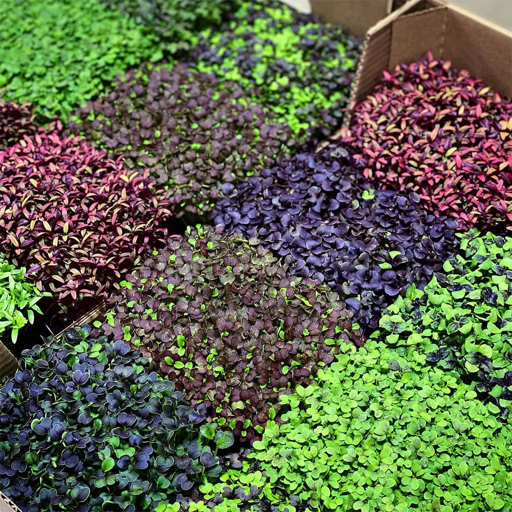 Active Grow Microgreens & Herbs 3-Tier LED Grow Tent Kit - Indoor Gardening System for Fresh Greens, Herbs & Vegetables | Perfect for Home, Kitchen & Hydroponic Farming