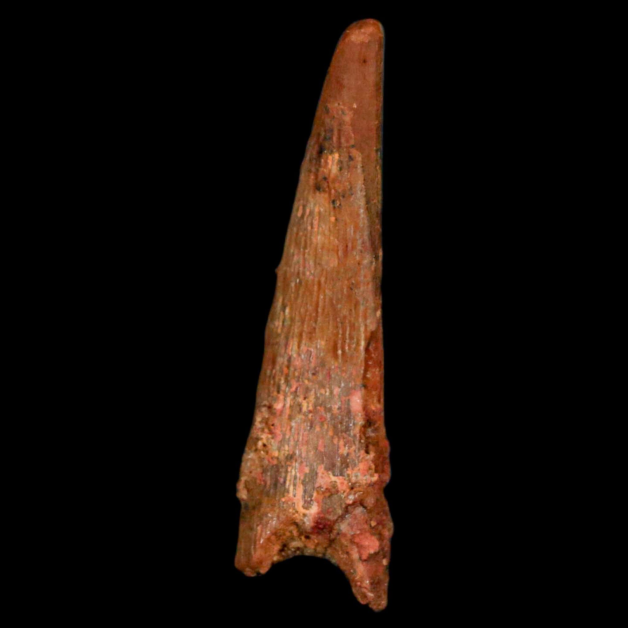 Authentic Pterosaur Coloborhynchus Fossil Tooth - Upper Cretaceous Era - Morocco Origin with COA - Rare Collectible Display Piece for Paleontology Enthusiasts & Home Decor