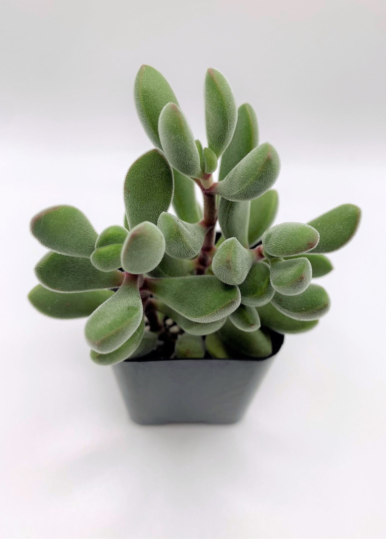 Crassula Congesta Succulent Plant - Live Indoor Succulent for Home Decor, Office Desk, and Garden Arrangements
