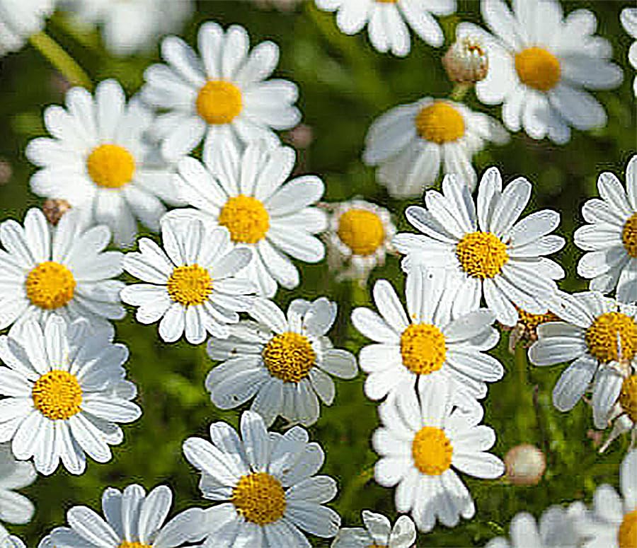 Alaska Shasta Daisy Seeds - Perennial Full Sun Daisy Chrysanthemum Flowers - 5,800+ Seeds for Planting - Grows 30
