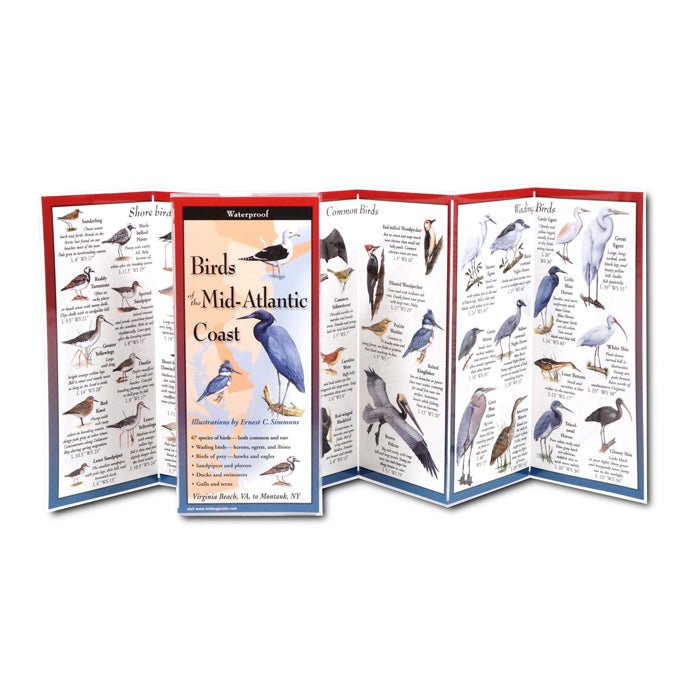 Birds of the Mid Atlantic Coast - Field Guide & Identification Book for Birdwatching, Beach & Coastal Wildlife Observation
