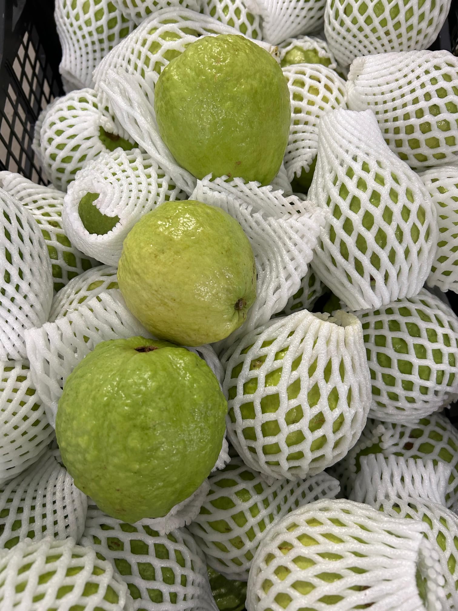 Fresh White Guava Fruit 10 lbs - Tropical Sweet Exotic Fruit for Smoothies, Juices & Healthy Snacks