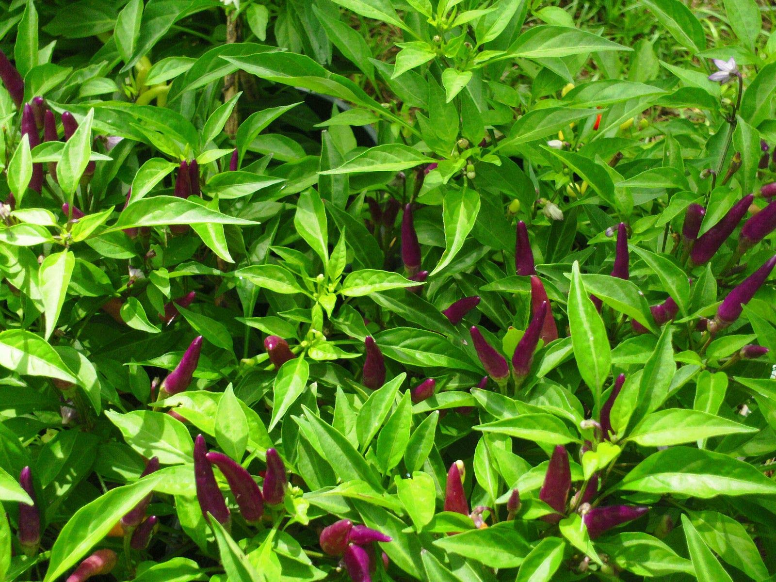Sangria Ornamental Pepper Seeds - Non-Heat Variety, High Yield (25 Seeds) for Home Gardening, Container Planting & Decorative Landscaping