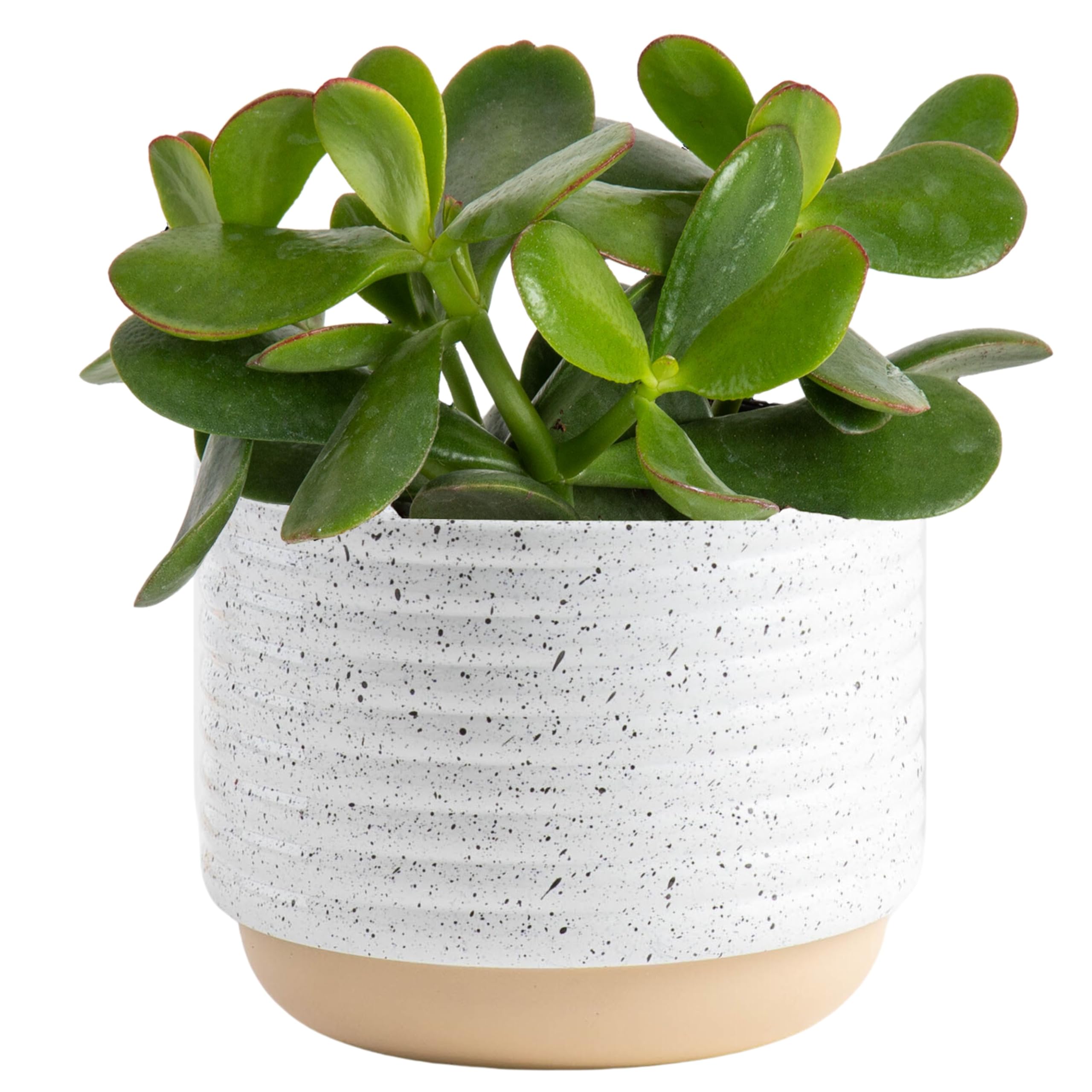 Costa Farms Live Jade Succulent Plant in Modern Decor Planter with Soil - 6 Inch Indoor Houseplant for Home, Office, Gift | Perfect for Desk Decor, Housewarming, Birthday Presents & Home Décor