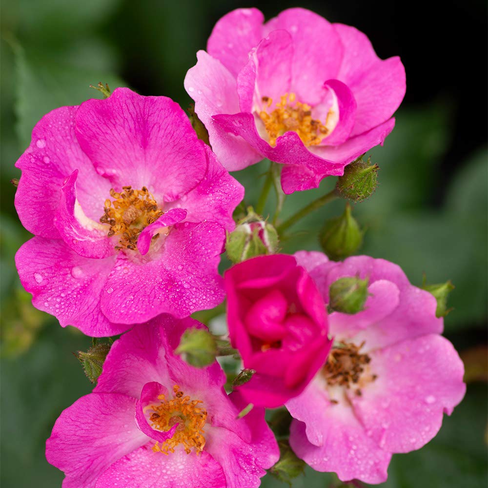 Heirloom Roses Grape Jelly™ Purple Floribunda Rose Bush - Live Outdoor Planting, Fragrant Purple Blooms for Garden Landscaping & Wedding Decorations