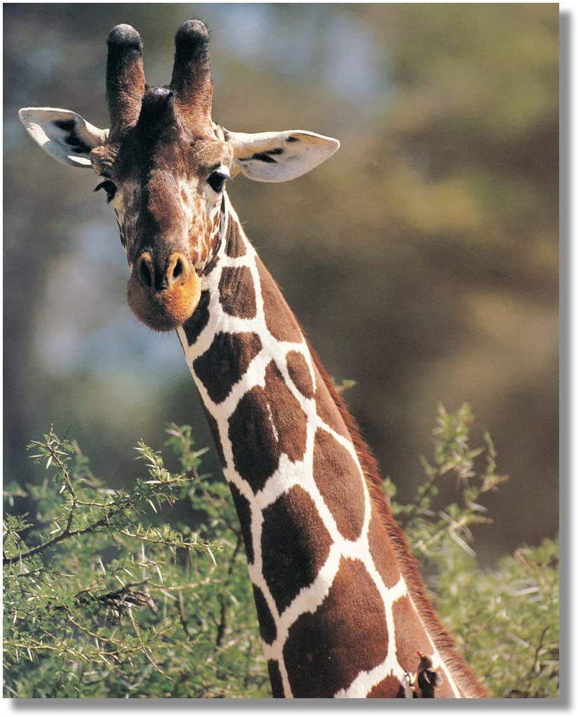 African Giraffe Bird Wildlife Close-Up Framed Wall Art Print 8x10 Inches - Gold Finish for Home & Office Decor, Nature Lover Gift, Safari Theme Interior Design