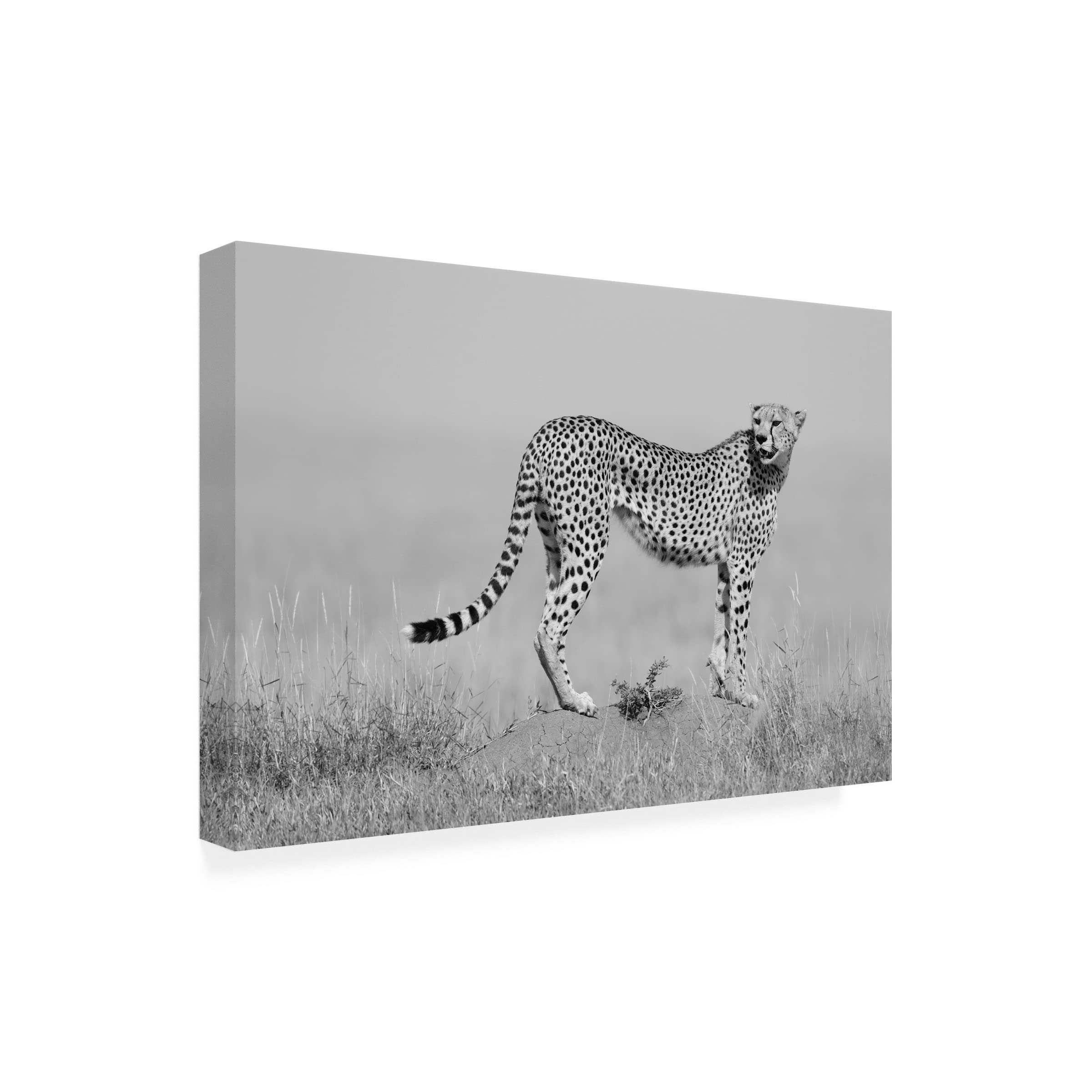 Trademark Fine Art 'Elegance In Black And White' Canvas Wall Art by Marco Pozzi - Modern Abstract Painting for Living Room, Bedroom & Office Decor