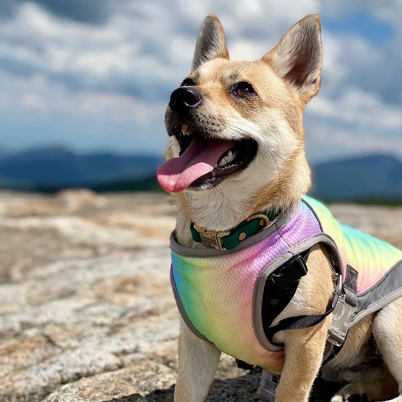 Adjustable Dog Cooling Vest with Reflective Strip - Breathable Sun Protection Jacket for Dogs | Anxiety Relief & Heat Relief for Summer Walks, Hiking & Outdoor Activities