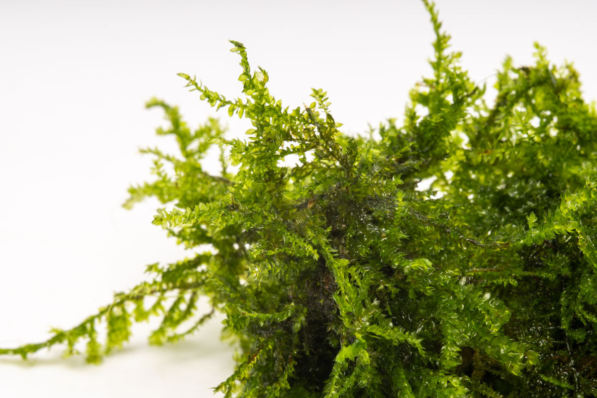 Anchor Moss for Aquariums - Natural Aquatic Plant for Fish Tanks, Terrariums & Vivariums | Perfect for Aquascaping, Shrimp Habitats & Betta Fish Environments