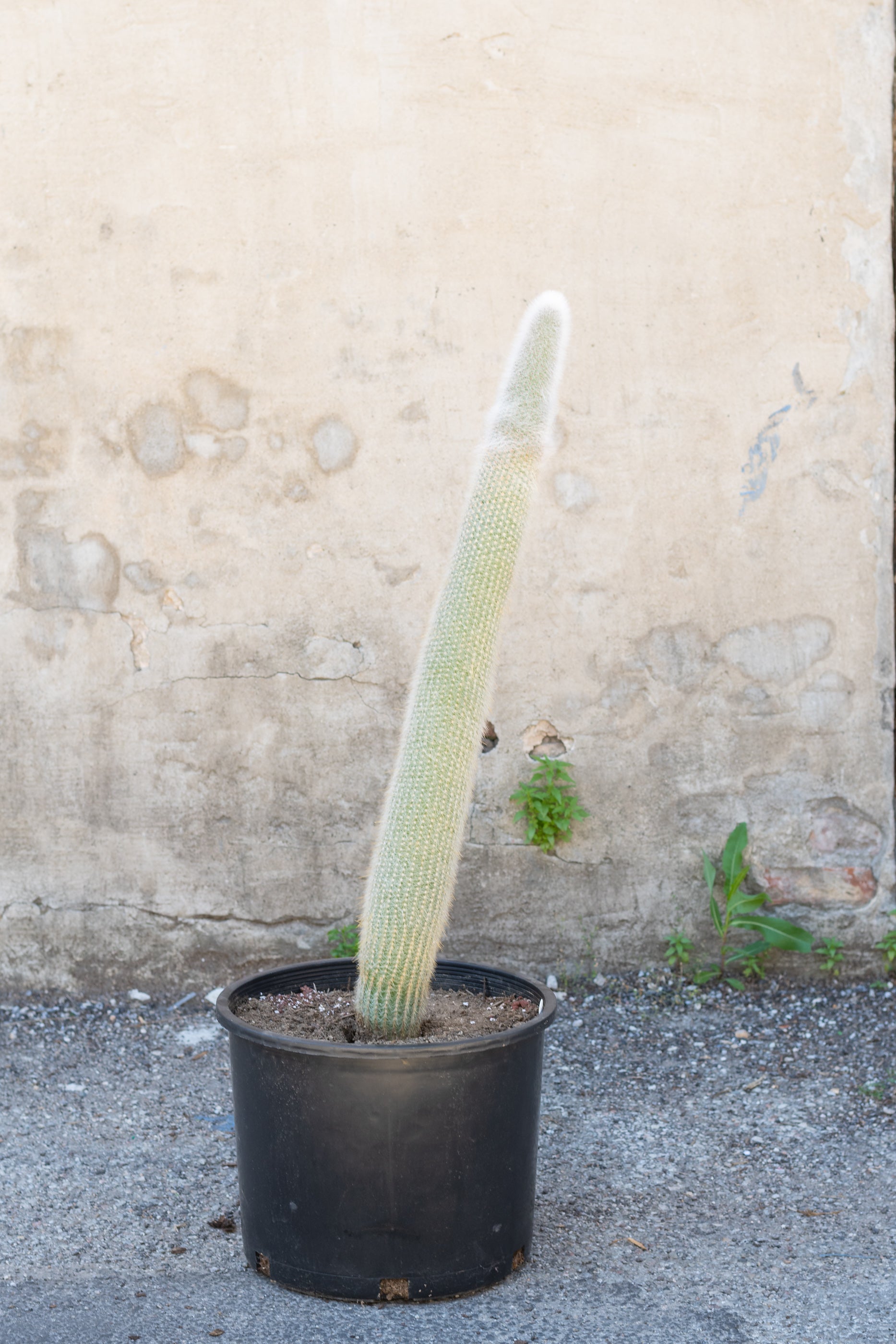 Cleistocactus Straussii #7 - Silver Torch Cactus for Home & Office Decor | Perfect for Desert Gardens, Succulent Arrangements, and Indoor Plant Displays