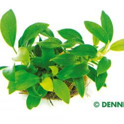 Dennerle Anubias Barteri var. Nana 'Bonsai' - Live Aquarium Plant for Freshwater Fish Tanks | Perfect for Nano Tanks, Aquascaping & Low-Tech Aquariums