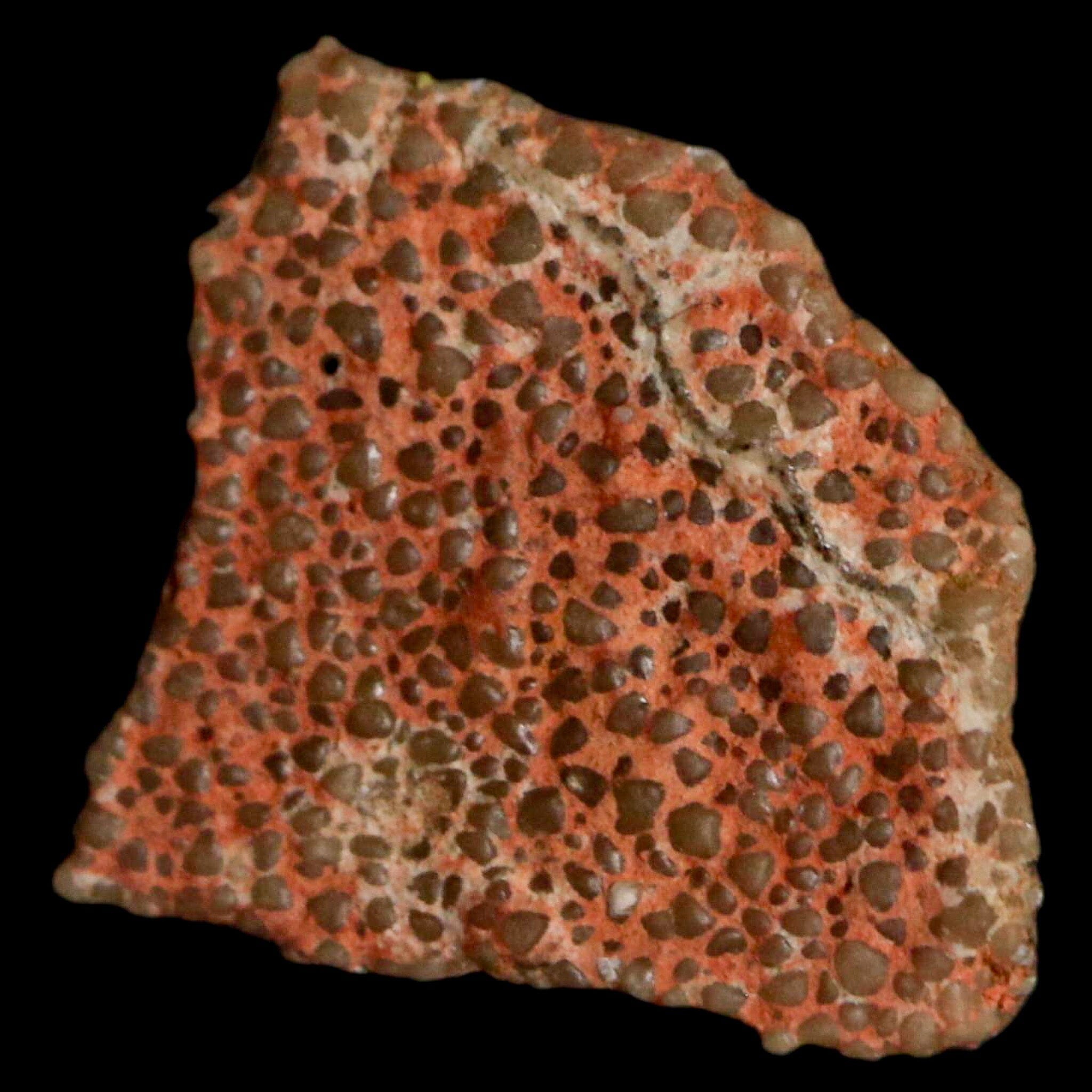 Authentic 0.5 Megaloolithus Titanosaur Dinosaur Fossil Egg Shell from Bouches-du-Rhône, France - Rare Collectible Display Piece for Paleontology Enthusiasts & Museum-Quality Home Decor