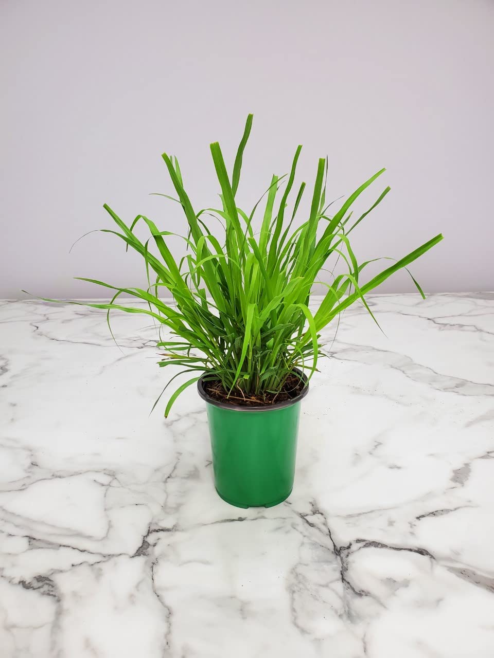 Organic Lemongrass Plant Live (Cymbopogon Citratus) - 1 Gallon Pot - Fresh Culinary Herb for Cooking, Tea & Aromatherapy - Florida Grown Tropical Plants for Home Garden, Kitchen & Outdoor Decor