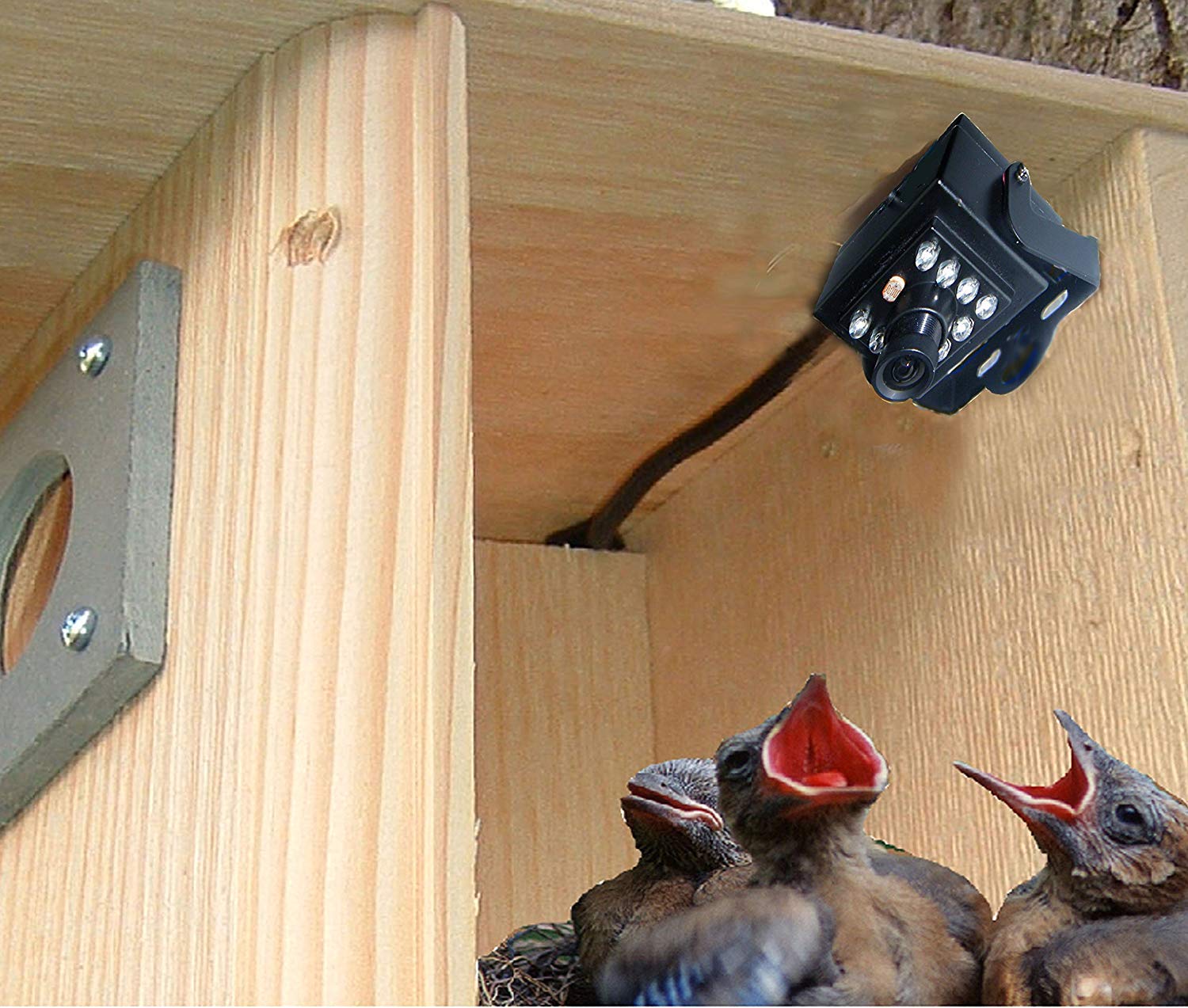 Hawk Eye HD Wildlife Camera - 1080P Bird Watching & Spy Video Camera for Outdoor Nature Observation & Security Monitoring