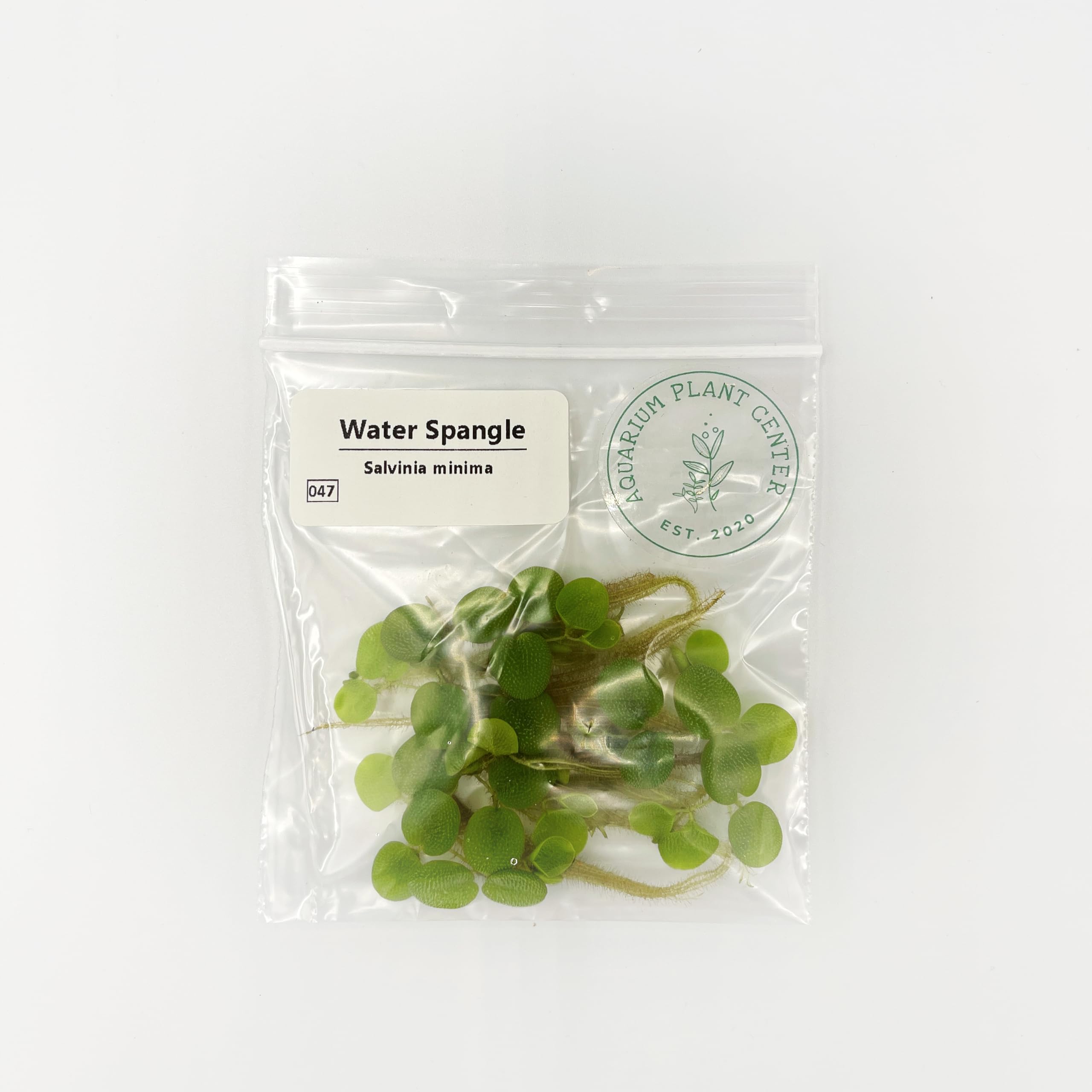 Salvinia Minima Floating Plants for Aquarium & Pond - 6 Live Plants