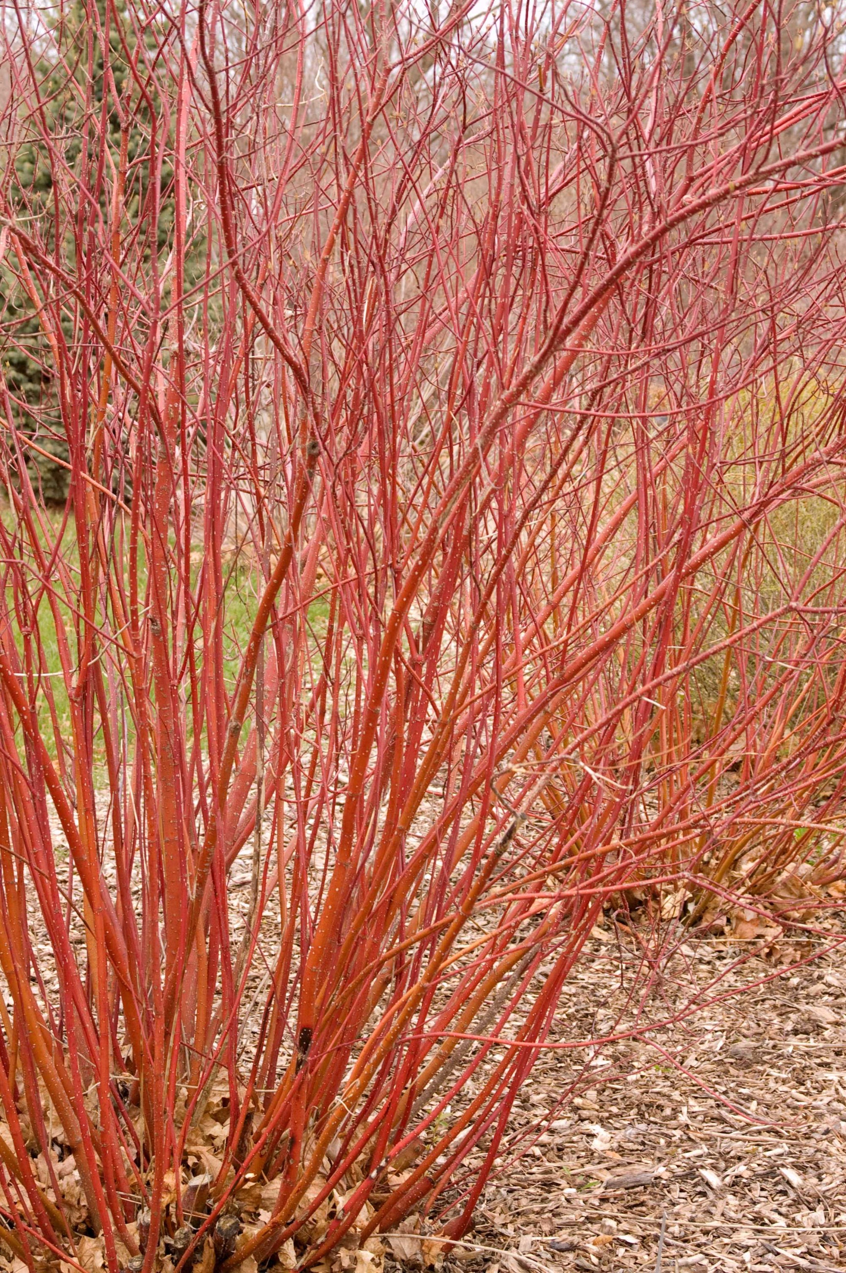Red Twig Dogwood 'Baileyi' (Cornus sericea) - #5 Container Size | Vibrant Red Stems for Year-Round Garden Interest | Perfect for Winter Landscapes, Hedges & Erosion Control