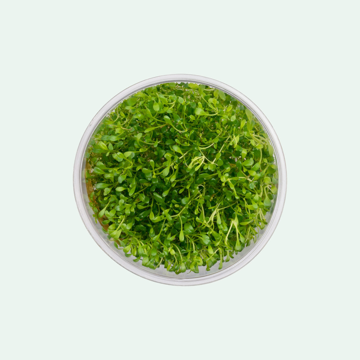 Glossostigma Elatinoides - Premium Aquatic Carpet Plant for Freshwater Aquariums | Perfect for Foreground Planting, Aquascaping, and Nano Tanks