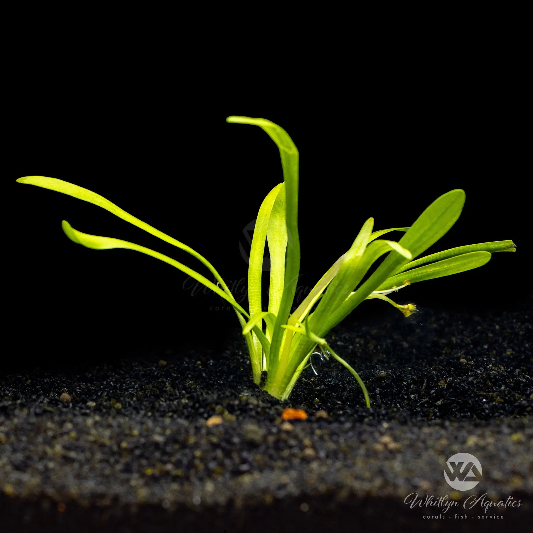 Dwarf Sagittaria (Sagittaria Subulata) - Live Aquarium Plant for Freshwater Fish Tanks - Perfect for Foreground Carpeting and Aquascaping
