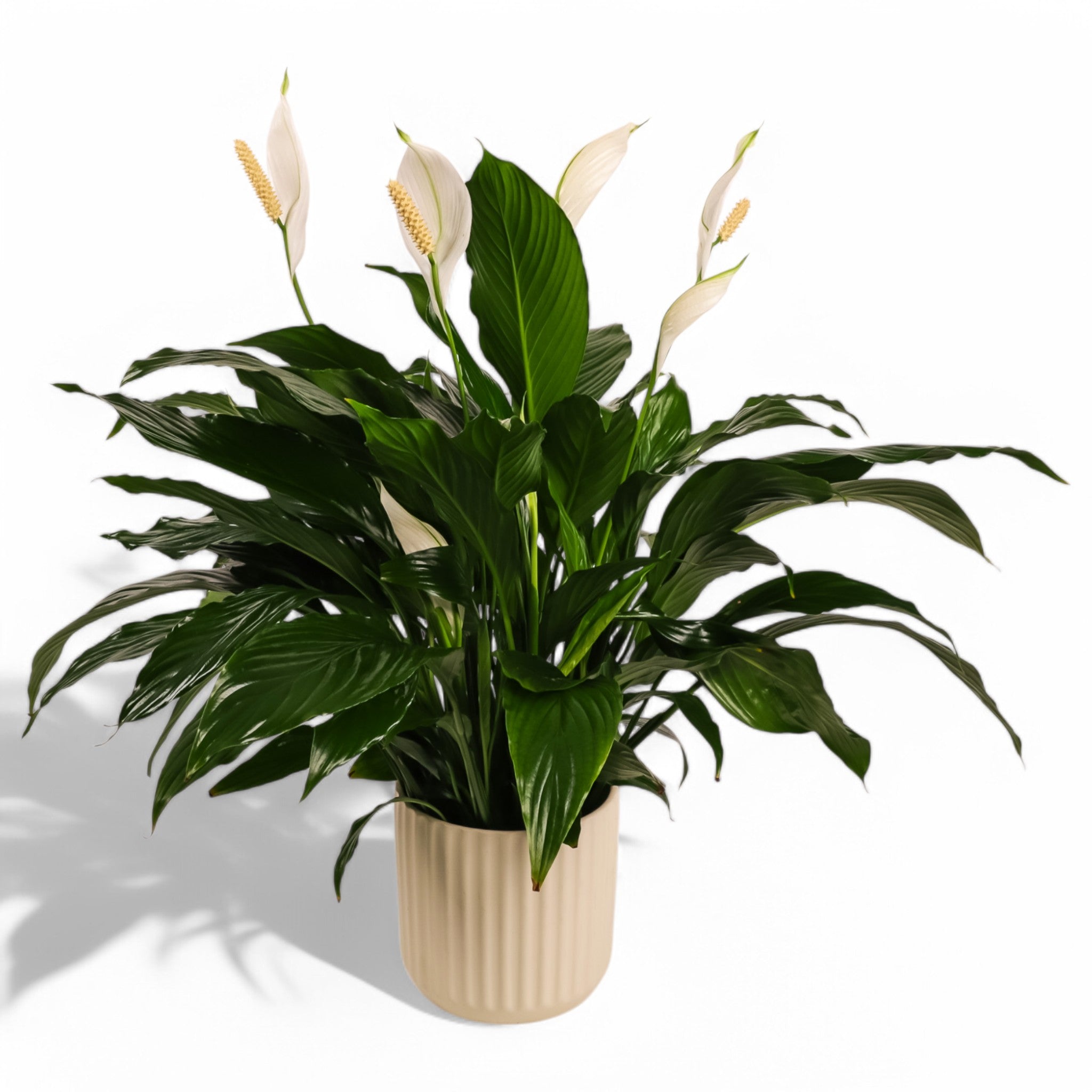 Peace Lily Plant - Spathiphyllum Live Indoor Houseplant for Home, Office & Garden Decor | Low Light & Air Purifying House Plant