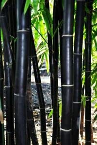 100+ Rare Black Bamboo Seeds for Planting - Exotic Fast-Growing Ornamental Plant | Ships from Iowa USA | Perfect for Home Gardens, Landscaping & Privacy Screens