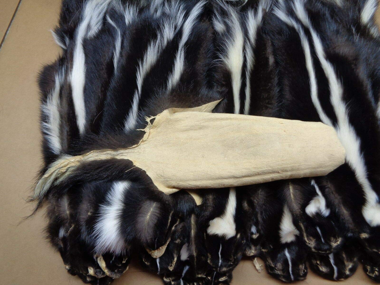 Premium Real Large Tanned V-Stripe Skunk Hide Fur Pelt with Face & Tail - 28-32