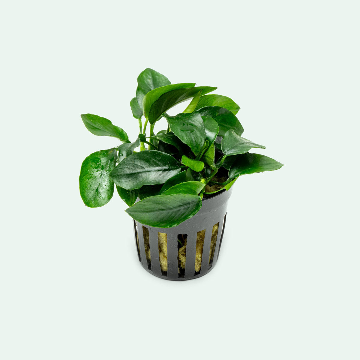 Anubias Nana Spear Leaf Aquatic Plant - Live Freshwater Aquarium Plant for Fish Tanks, Low Light & Beginner Friendly - Perfect for Aquascaping, Nano Tanks & Shrimp Habitats