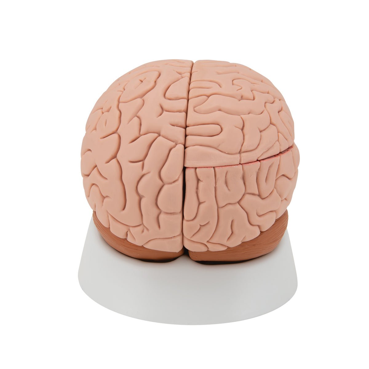 4-Part Human Brain Model - Anatomical Brain Structure for Medical Study, Science Education & Classroom Demonstration