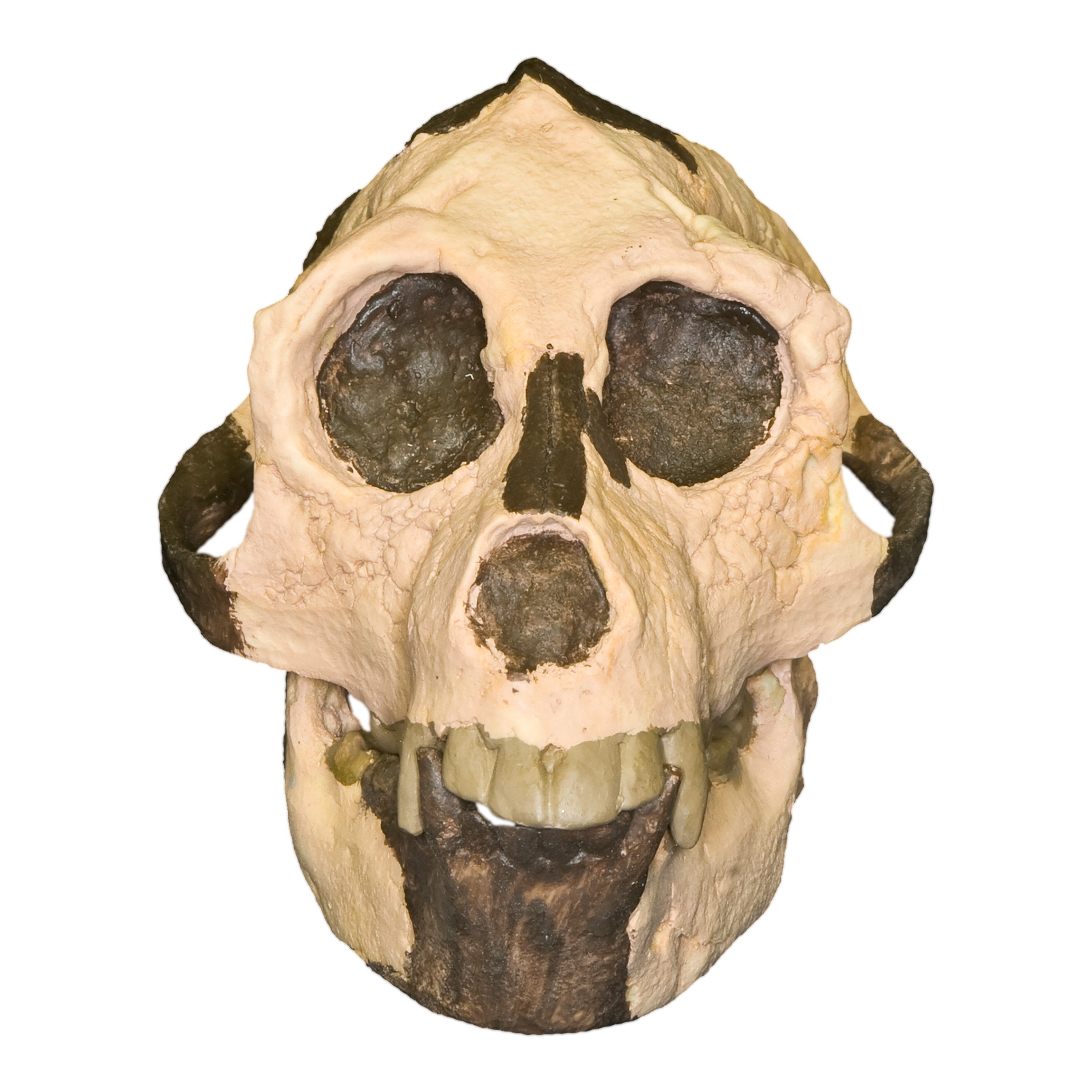 Replica Aegyptopithecus Zeuxis Skull - High Quality Fossil Reproduction for Science Education & Home Decor | Perfect for Classroom Display, Museum Exhibits & Paleontology Enthusiasts