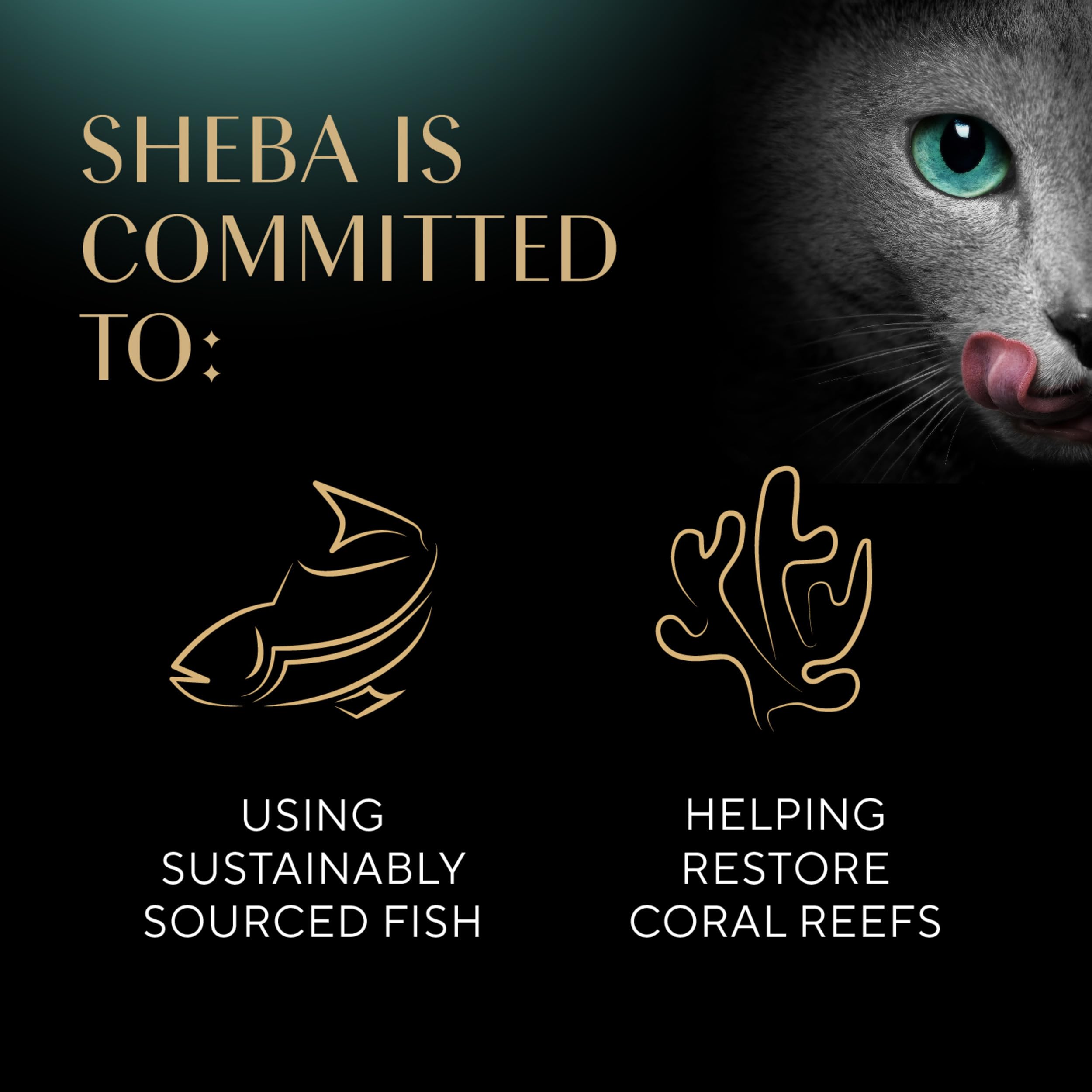 Sheba Perfect Portions Wet Cat Food - Tender Turkey Entree in Gravy, 2.6 oz Twin-Pack (24 Trays, 48 Servings) | Premium Grain-Free Cat Food for Adult & Senior Cats | Ideal for Mealtime, Weight Management & Picky Eaters