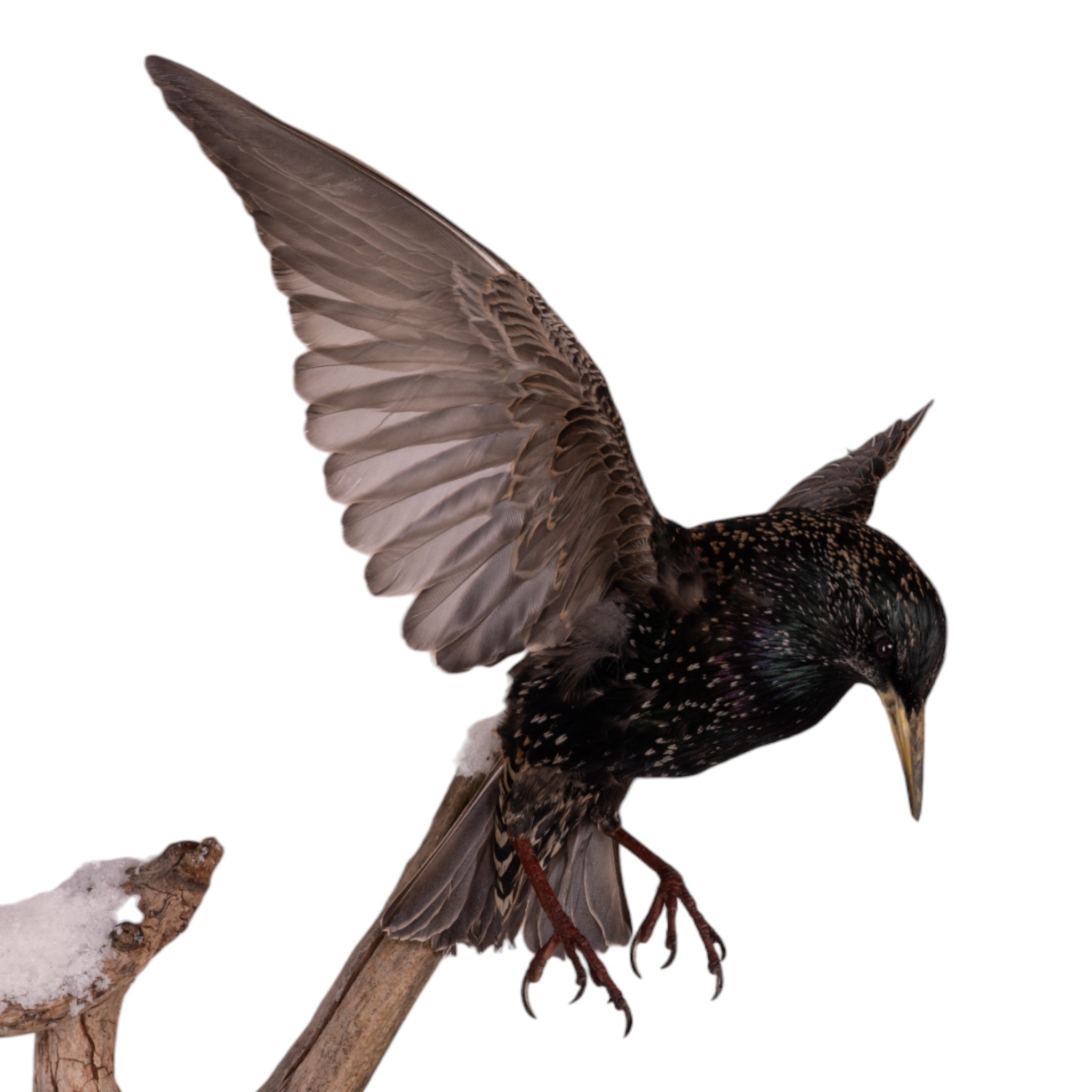 Realistic Starling Full Body Taxidermy Mount by Jaron Villemarette - Perfect for Home Decor, Nature Displays & Educational Use