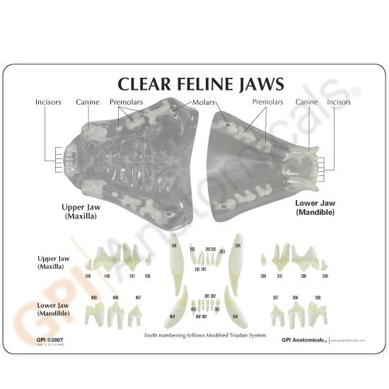 Realistic Clear Canine Jaw Model for Veterinary Students - Dog Teeth Anatomy Teaching Tool for Dental Studies & Veterinary Practice