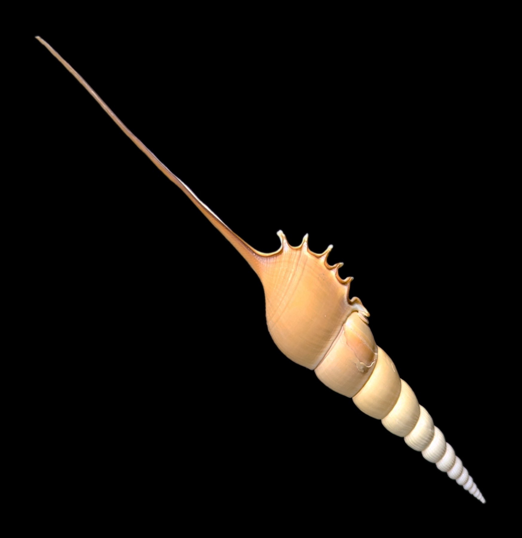 Tibia Fusus Shell - Natural Seashell for Beach Decor, Crafts, and Marine Collections | Perfect for Home Décor, DIY Projects, and Aquarium Displays