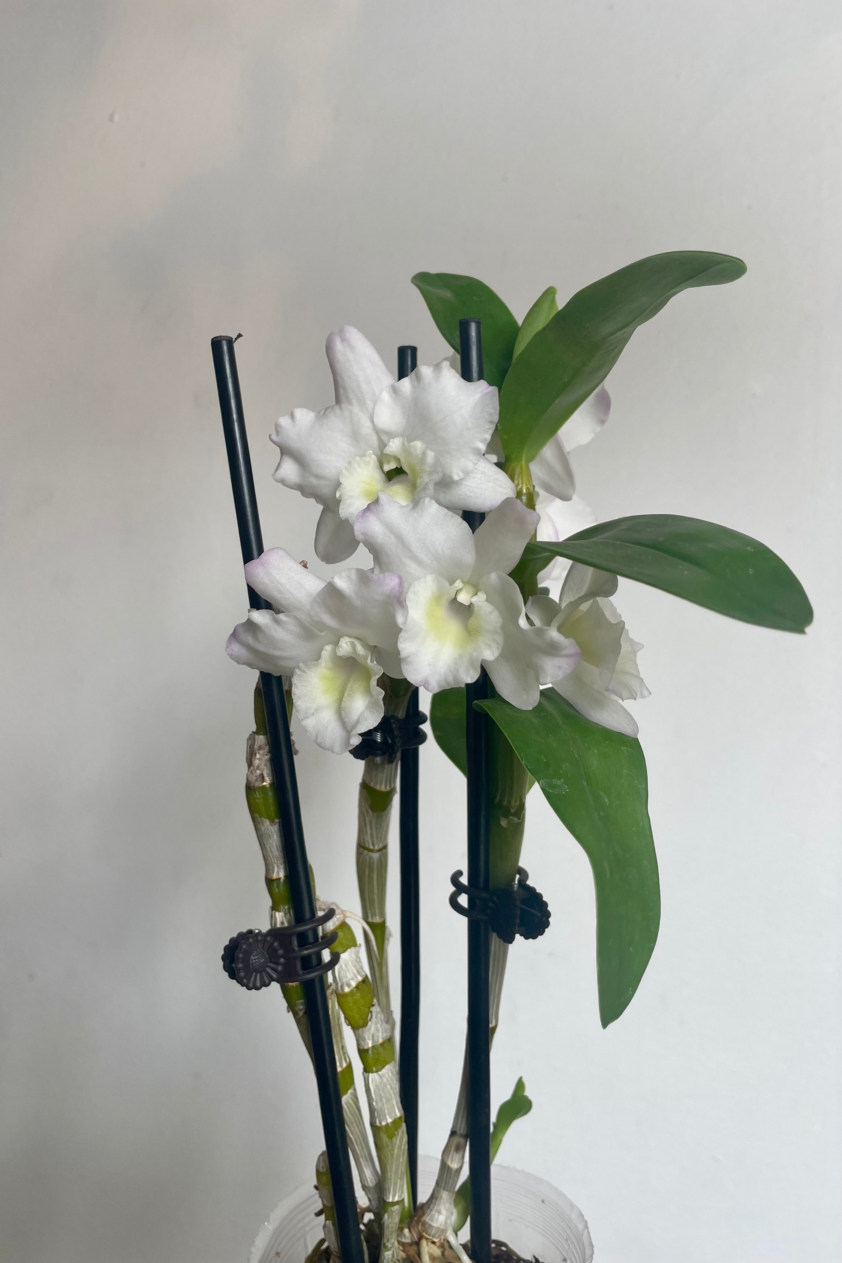 Premium Dendrobium Orchid Plants - Medium Size for Home & Office Decor | Perfect for Gifts, Weddings & Indoor Gardening