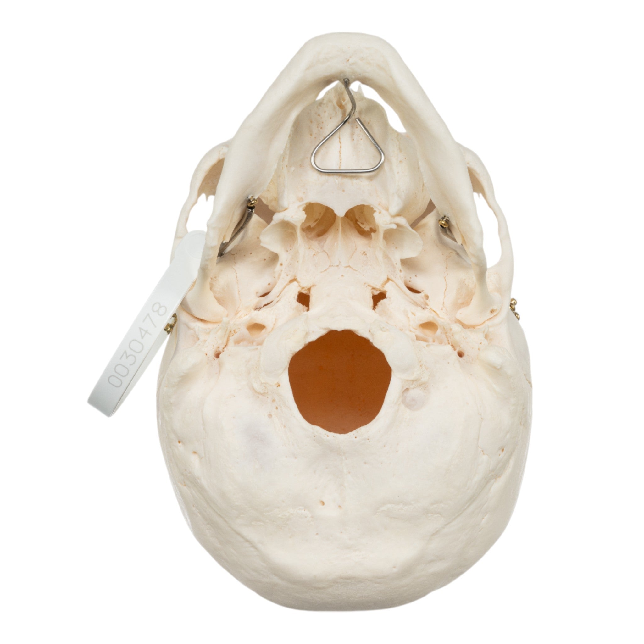 Premium Anatomical Human Skull Model - Accurate Medical & Educational Tool for Students, Doctors & Researchers | Perfect for Classroom, Lab & Medical Training