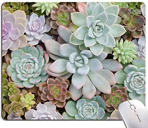 29 Succulent