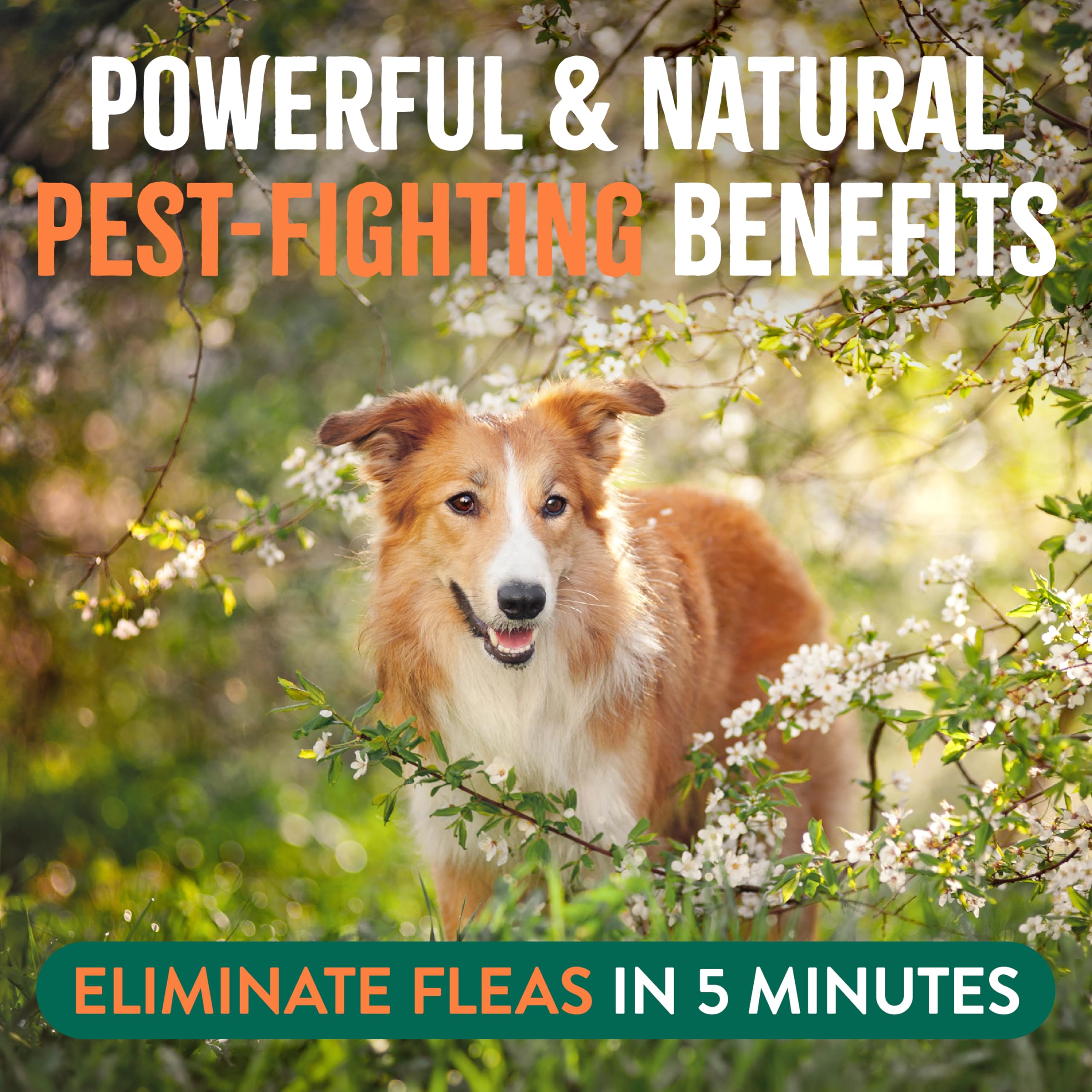 TropiClean Max Strength Flea & Tick Spray for Dogs & Cats | Safe, Natural Pest Control for Home | Kid & Pet Friendly | Made in USA | 32oz Bottle | Ideal for Indoor & Outdoor Use on Furniture, Bedding & Yards