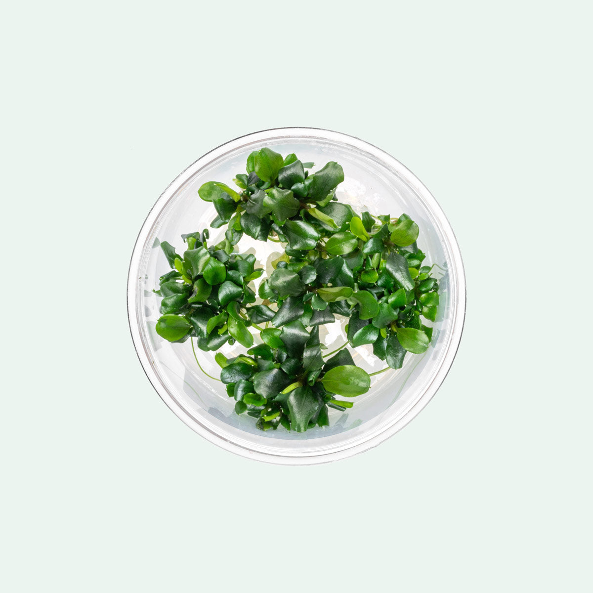 Bucephalandra Green Wavy Live Aquarium Plant - Rare Aquatic Plant for Fish Tank, Aquascaping & Nano Tanks | Perfect for Low-Tech Planted Aquariums & Shrimp Habitats