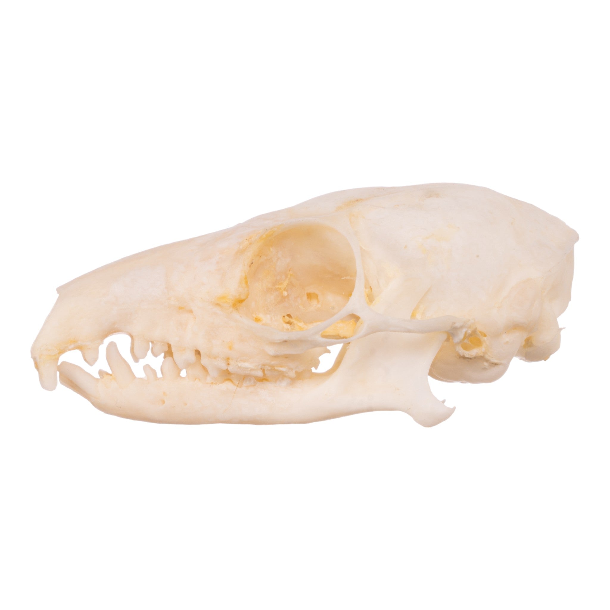 Real Tree Shrew Skull - Authentic Animal Skull Specimen for Science Education, Taxidermy & Gothic Decor | Perfect for Biology Classrooms, Oddity Collections & Halloween Displays