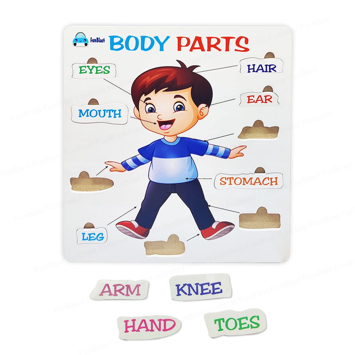 FunBlast Kids Body Parts Puzzle - Educational Learning Toy for Children, Human Anatomy Chart & Body Parts Game (1-Pack) - Perfect for Preschool, Homeschool & Classroom Learning Activities