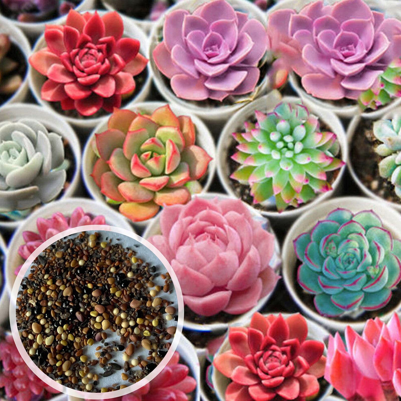 600Pcs Non-GMO Succulent Seeds for Garden Planting - Floral Shape Juicy Succulents for Balcony Decor & Indoor Home Gardening | Perfect for DIY Planters, Wedding Favors & Gift Ideas